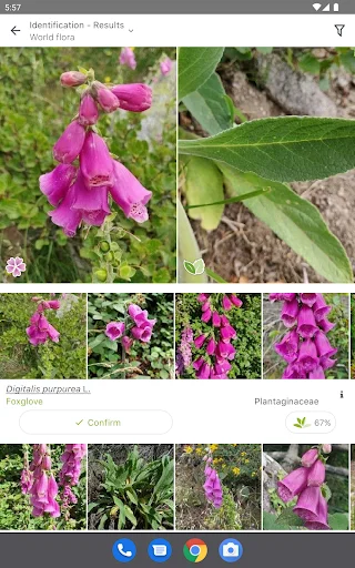 PlantNet Plant Identification डाउनलोड करें – पौधों की सटीक पहचान - Screenshot 6